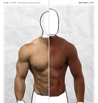 Torso Comparison