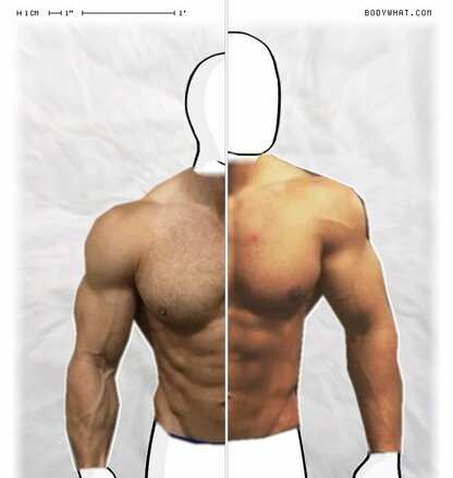 Torso Comparison