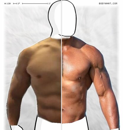 Torso Comparison