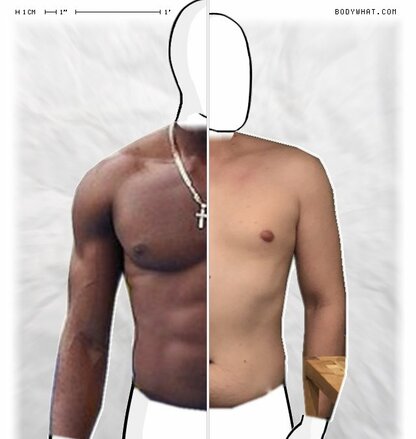 Torso Comparison