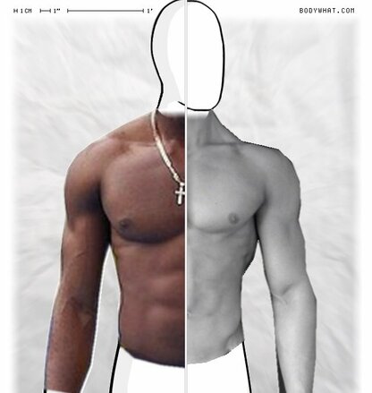 Torso Comparison