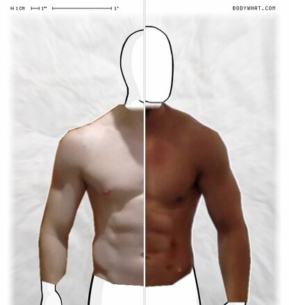 Torso Comparison