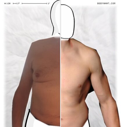 Torso Comparison