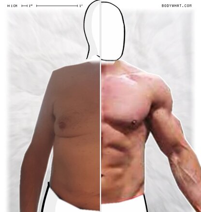 Torso Comparison