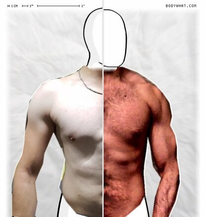 Torso Comparison