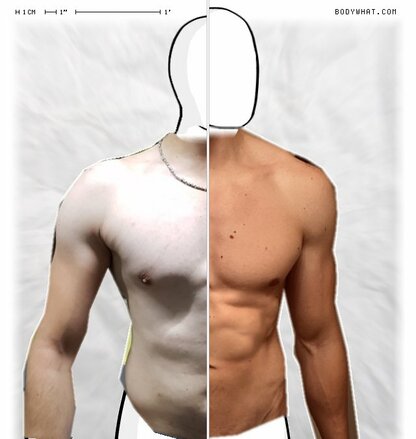 Torso Comparison