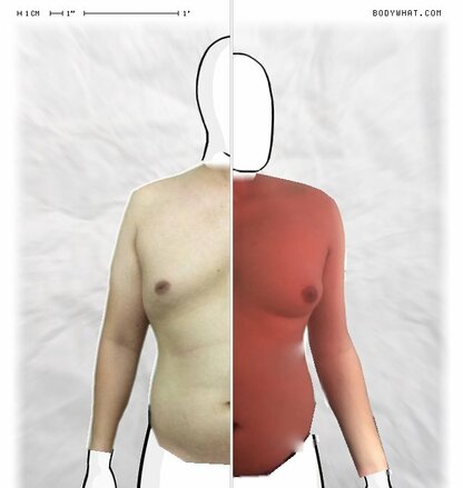 Torso Comparison