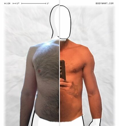 Torso Comparison