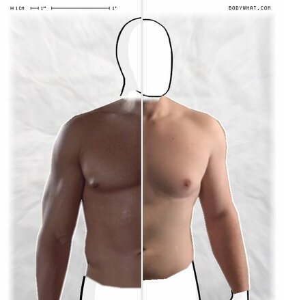 Torso Comparison