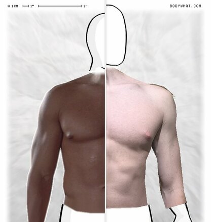 Torso Comparison