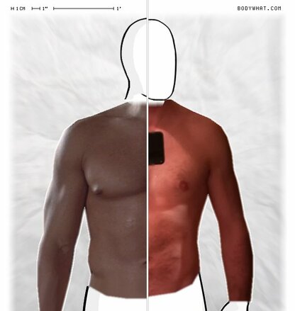 Torso Comparison