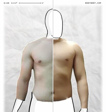 Torso Comparison