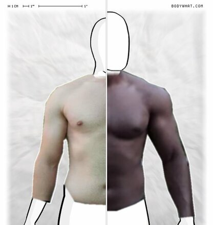 Torso Comparison