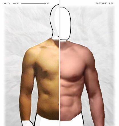 Torso Comparison