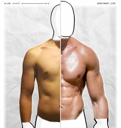 Torso Comparison