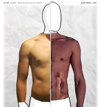 Torso Comparison