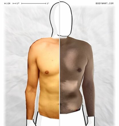 Torso Comparison