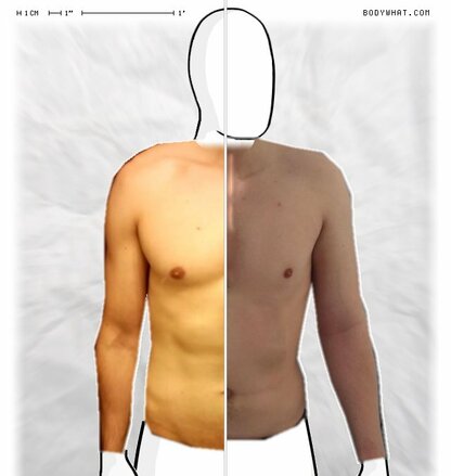 Torso Comparison