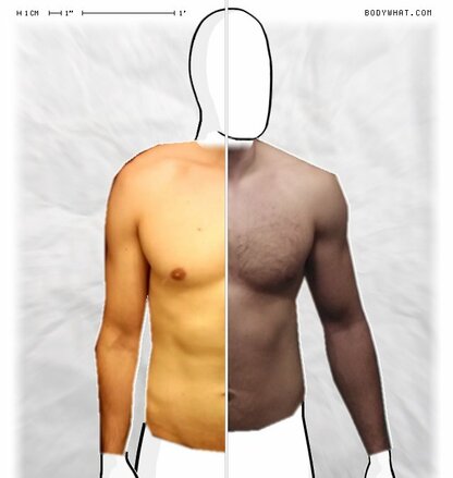 Torso Comparison