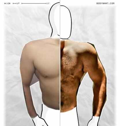 Torso Comparison
