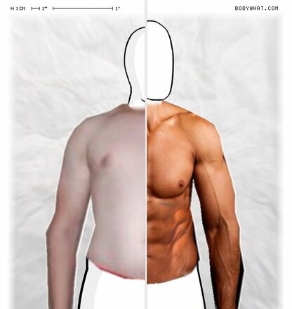 Torso Comparison