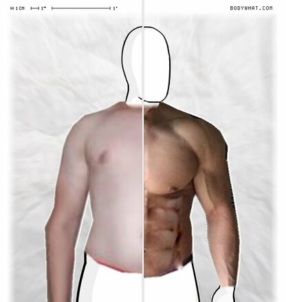 Torso Comparison