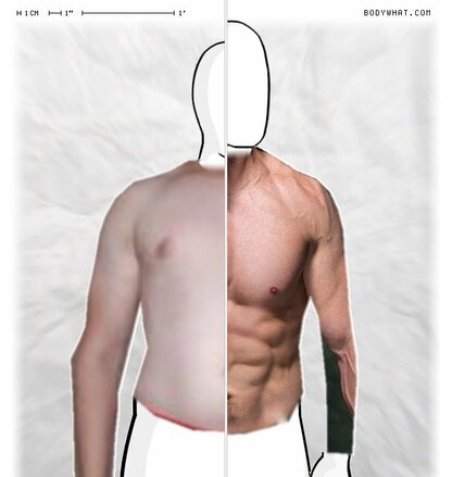 Torso Comparison