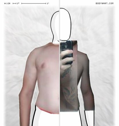 Torso Comparison