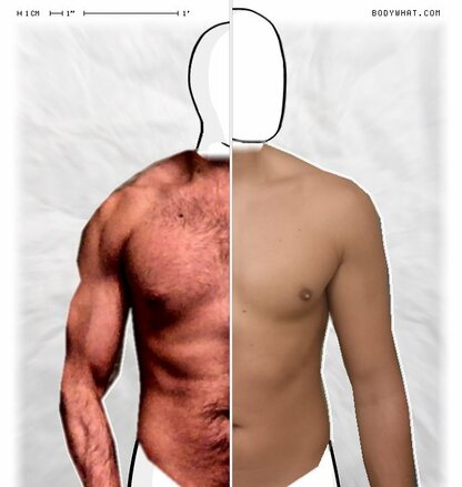 Torso Comparison