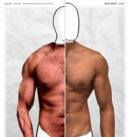 Torso Comparison