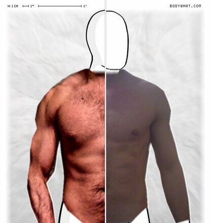 Torso Comparison