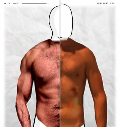 Torso Comparison