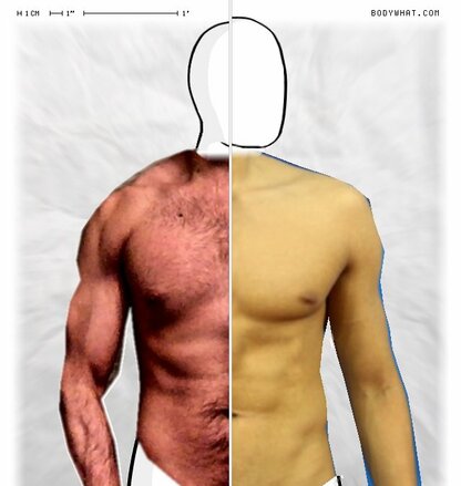 Torso Comparison