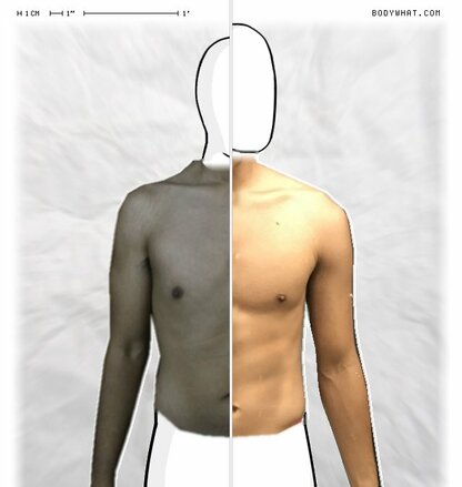 Torso Comparison