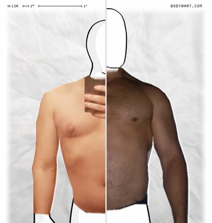 Torso Comparison