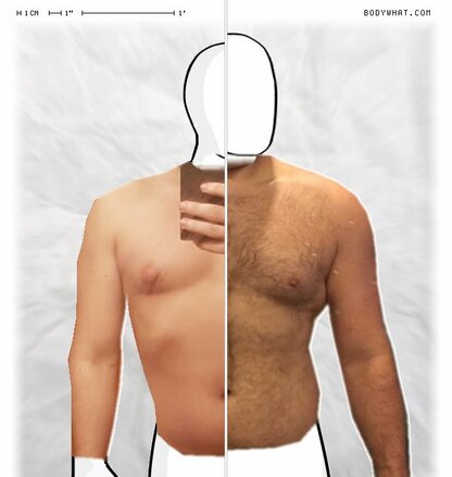 Torso Comparison