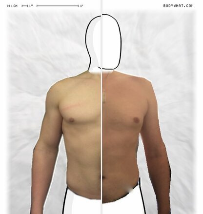 Torso Comparison