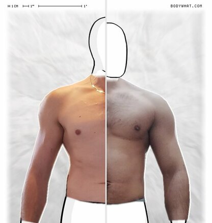 Torso Comparison