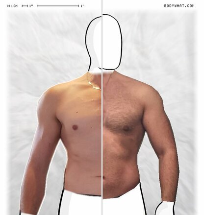 Torso Comparison