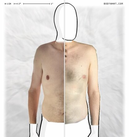 Torso Comparison