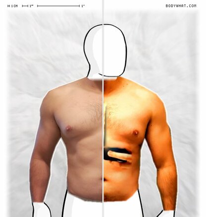 Torso Comparison