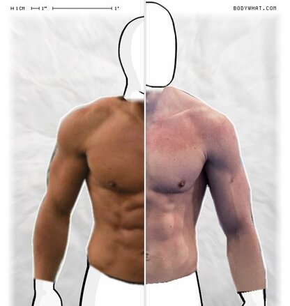 Torso Comparison