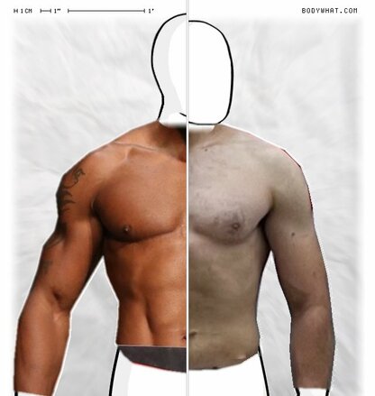 Torso Comparison