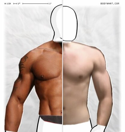 Torso Comparison