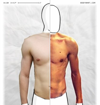 Torso Comparison