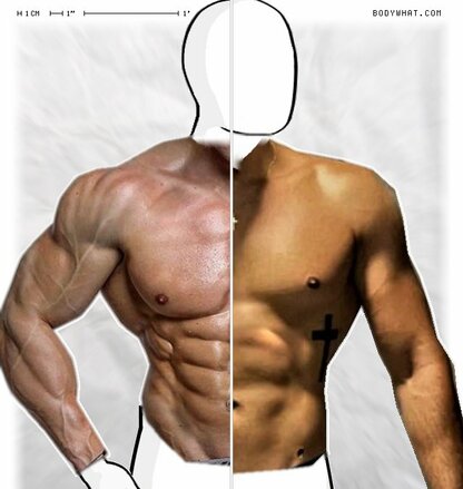 Torso Comparison