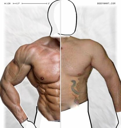 Torso Comparison