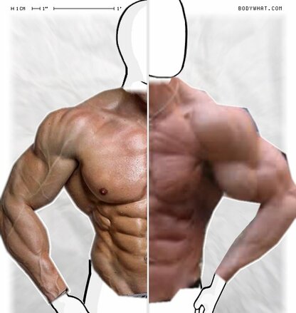 Torso Comparison