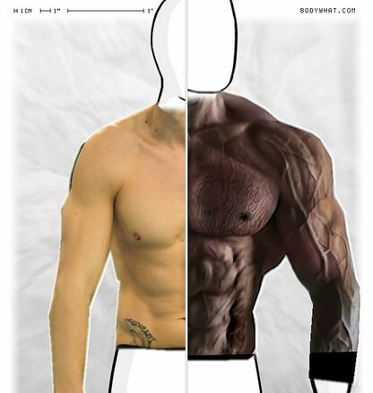 Torso Comparison