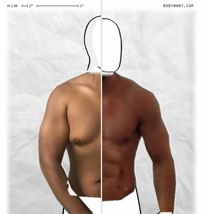 Torso Comparison